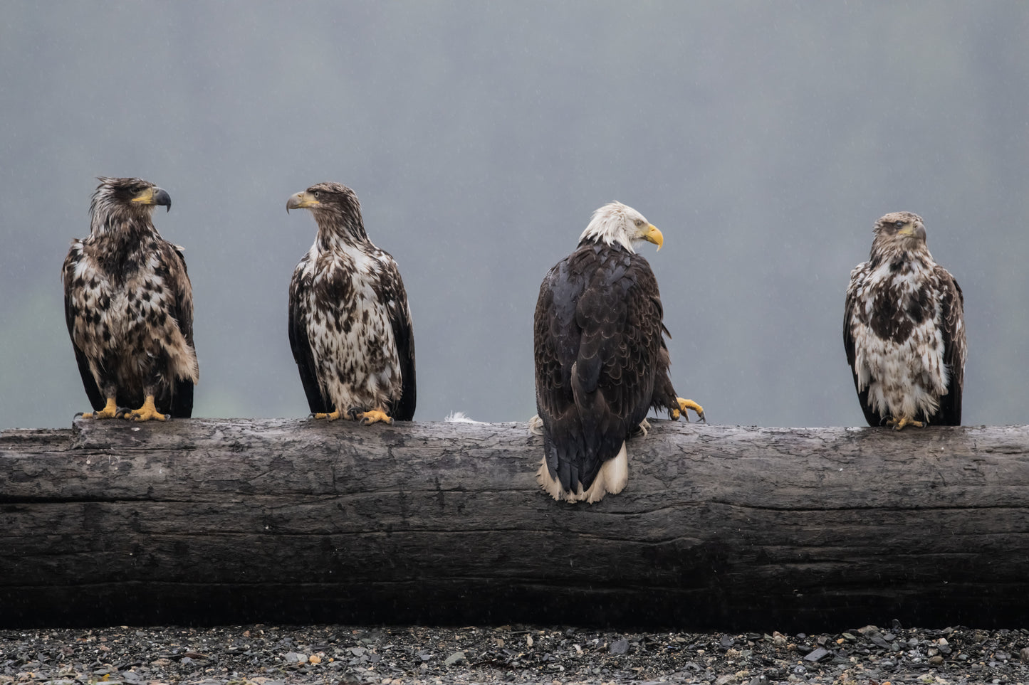 2025 Alaska Wildlife & Scenery Calendar